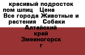 красивый подросток пом шпиц › Цена ­ 30 000 - Все города Животные и растения » Собаки   . Алтайский край,Змеиногорск г.